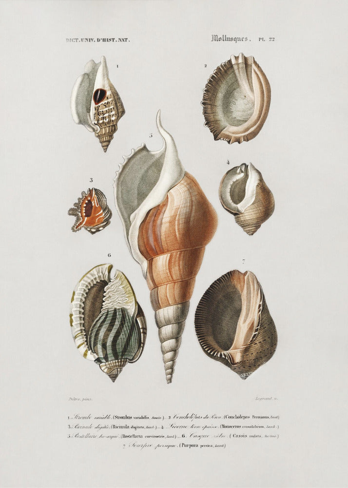 Verschillende soorten weekdieren | Poster