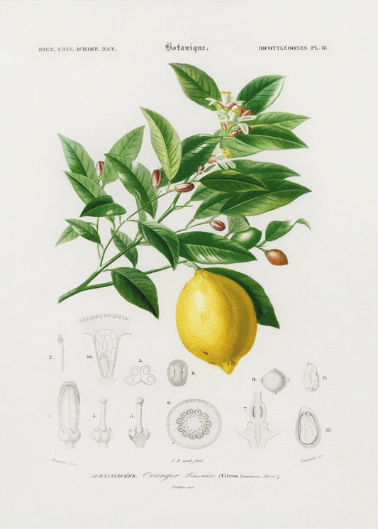 Citroen (citruslimonium) | Poster