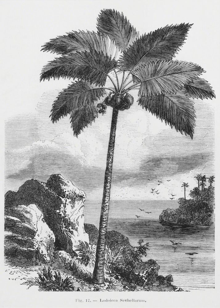 Vintage palmboom tekening I | Canvas
