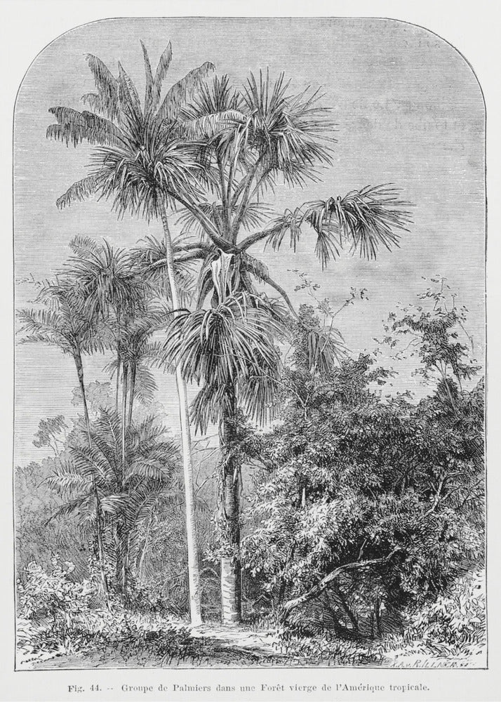 Vintage palmboom tekening IV | Canvas
