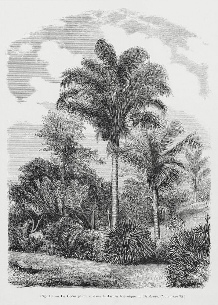 Vintage palmboom tekening VI | Canvas