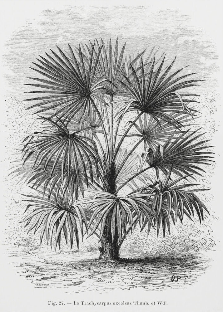 Vintage palmboom tekening Xi | Canvas