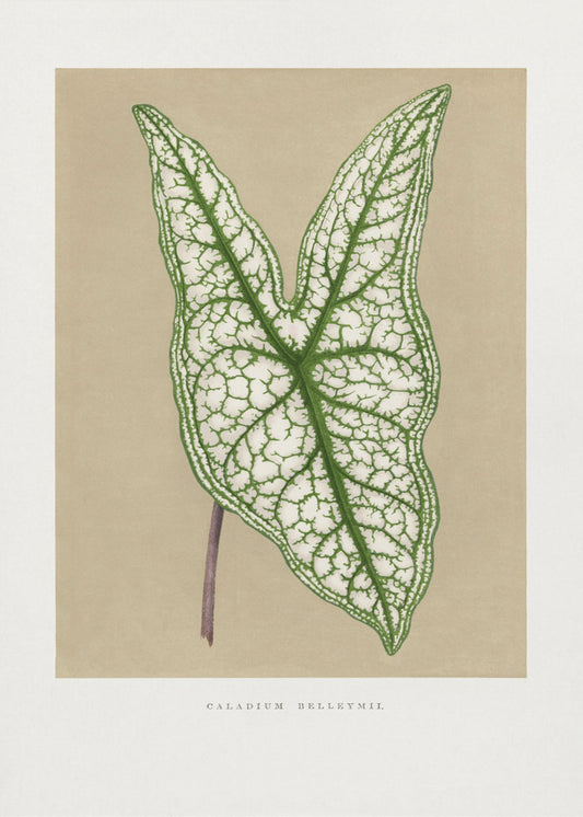 Groene Caladium Belleymii bladillustratie | Canvas