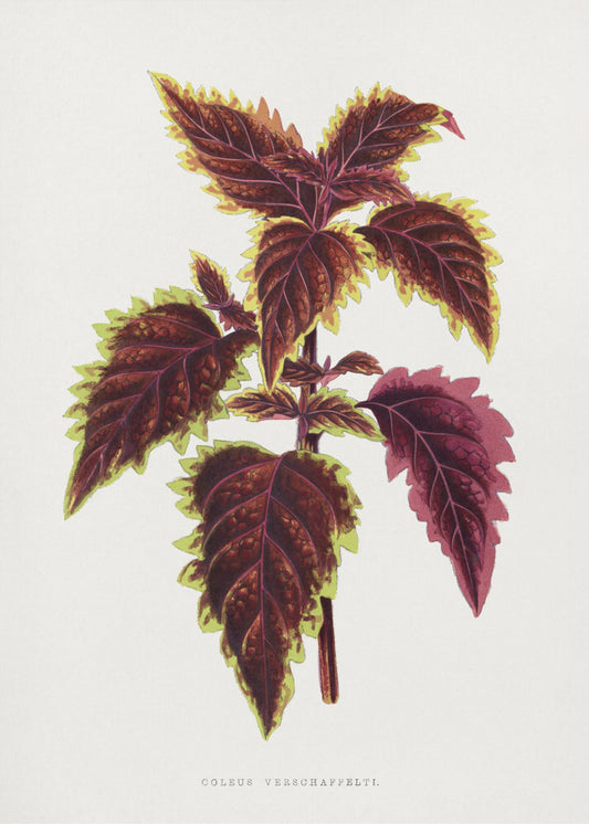Roze Coleus-bladillustratie | Canvas