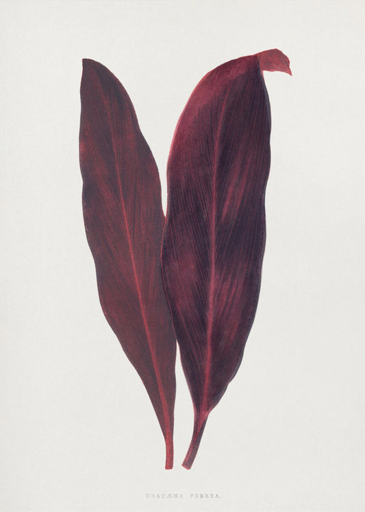 Roze Dracaena Ferrea-bladillustratie | Canvas