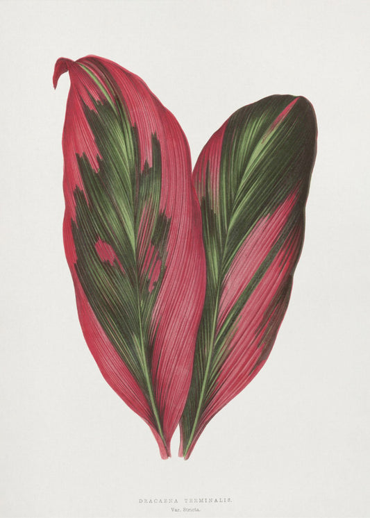 Roze Dracaena Terminalis-bladillustratie | Canvas