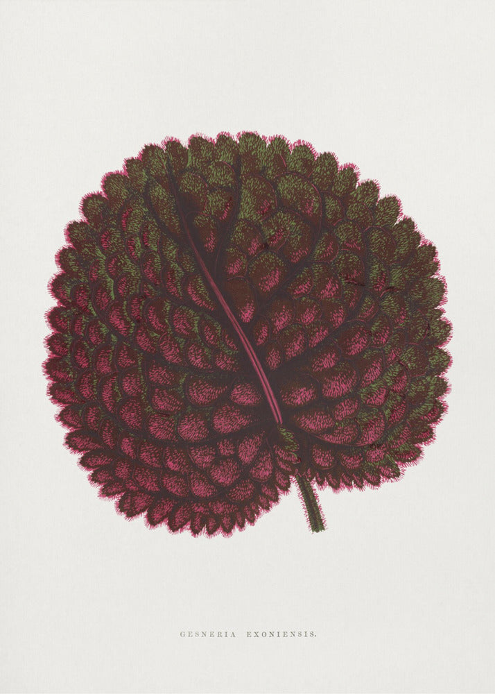 Roze Gesneria Exoniensis bladillustratie | Canvas