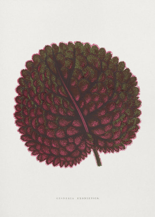 Roze Gesneria Exoniensis bladillustratie | Canvas