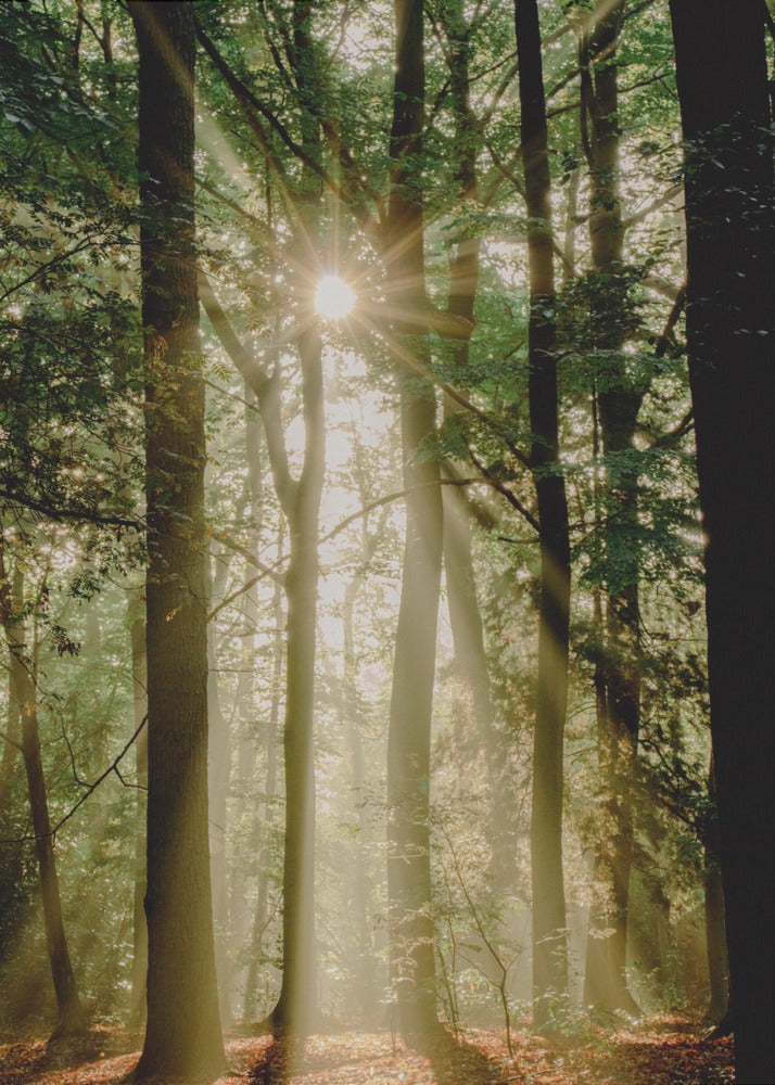 Zonnestralen door het bos | Poster