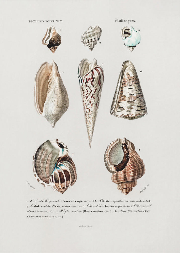 Sealife I | Poster