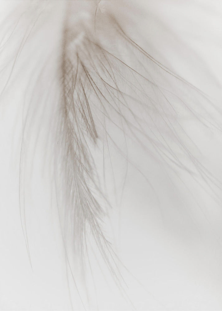 Witte veer | Canvas
