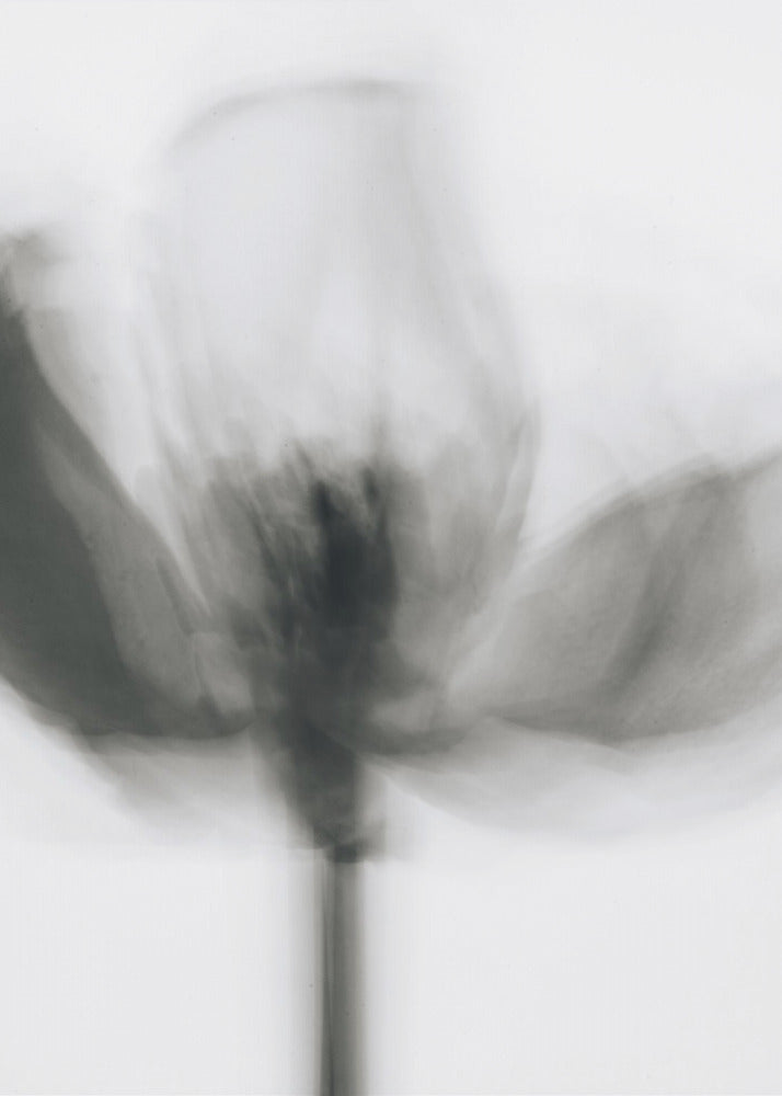 Mono Tulp | Canvas