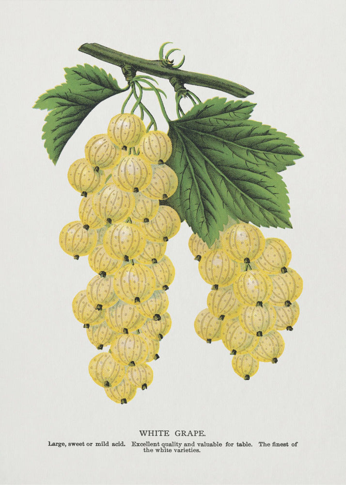 Witte druivenlithografie | Poster