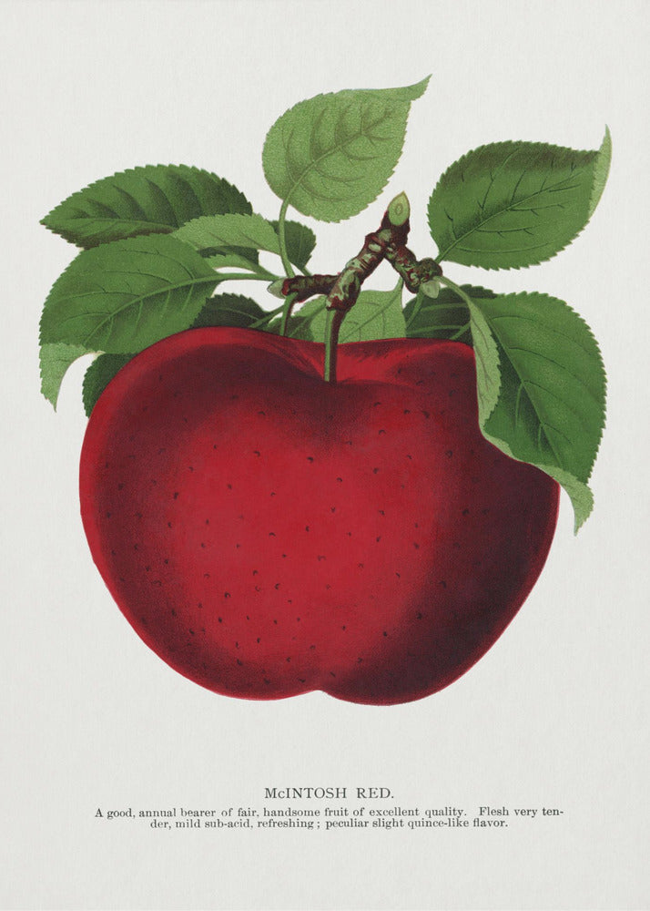Mcintosh Red Apple Lithografie | Canvas