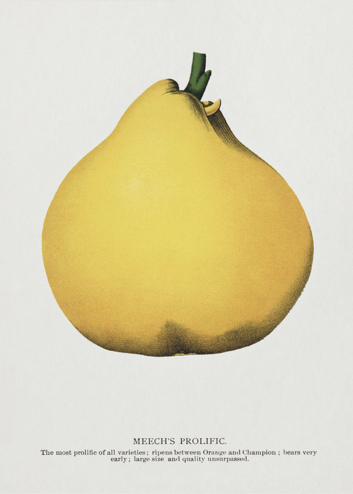 Meech's Prolific Pear Lithografie | Canvas