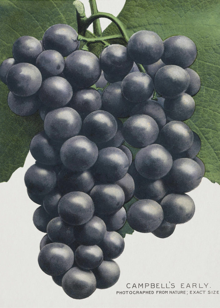 Campbell's vroege druivenlithografie | Poster