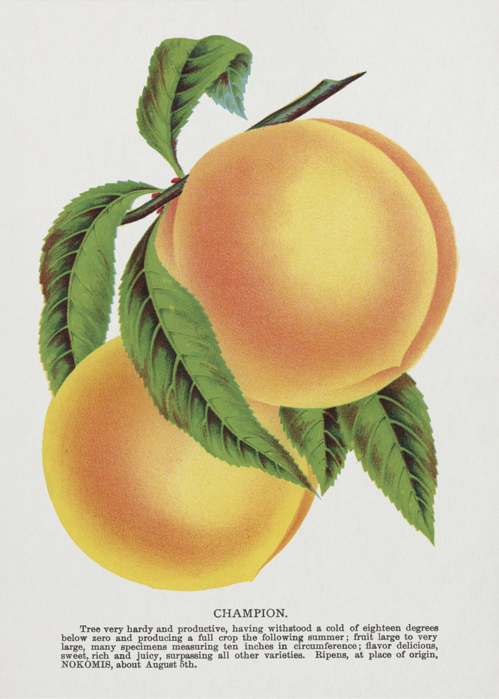 Champion Plum Lithograph | Poster