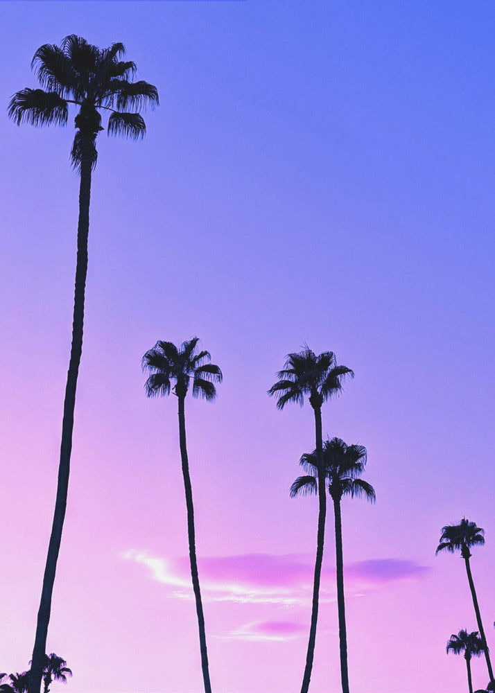 Palmboom zonsondergang | Poster