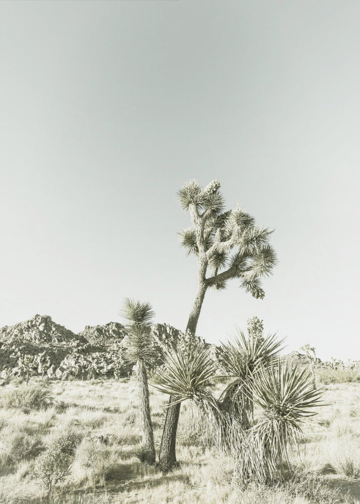 Vintage impressie van Joshua Tree National Park | Canvas