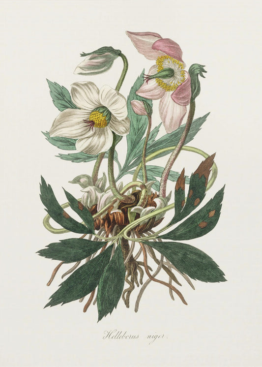 Kerstroos (Helleborus Niger) Medische Botanie | Canvas