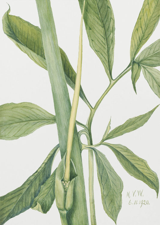 Groene Draak (1920) | Poster