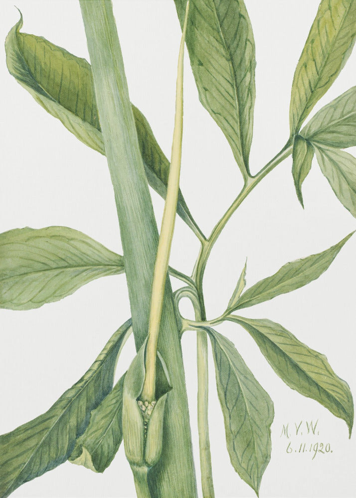 Groene Draak (1920) | Canvas