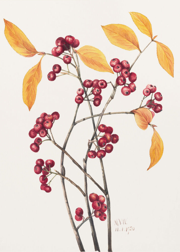 Rode appelbes (1920) | Canvas