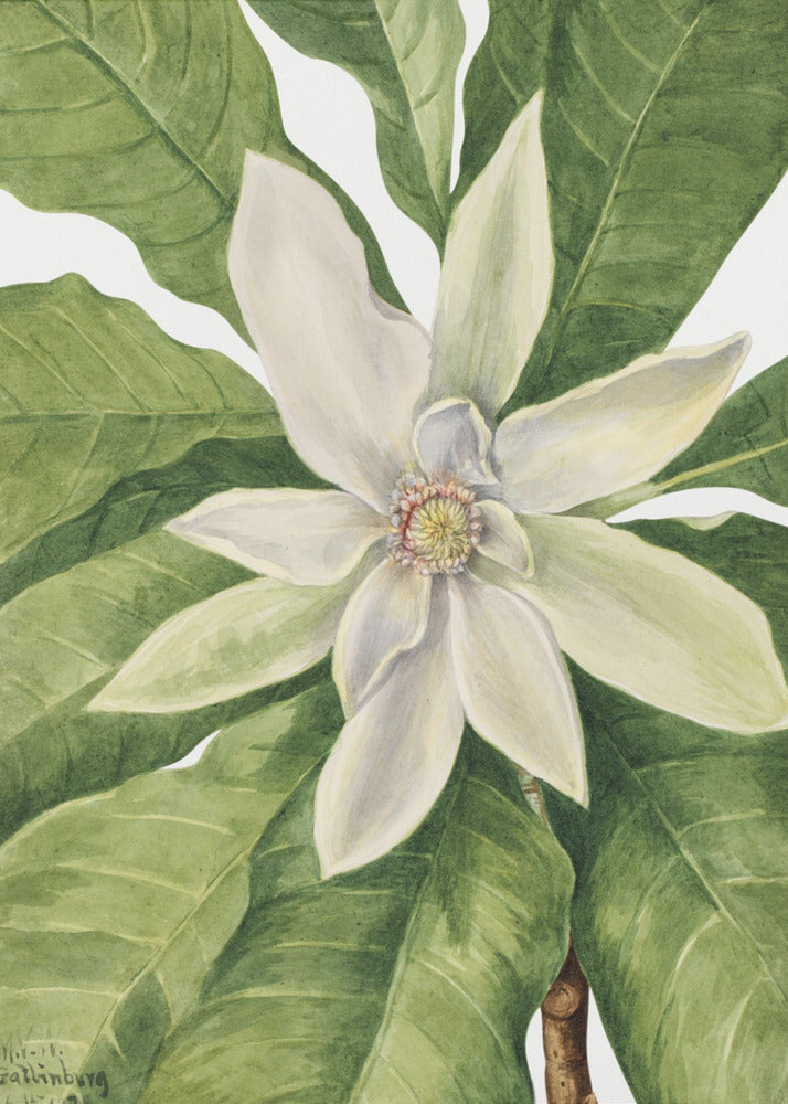 Parapluboom (1932) | Canvas