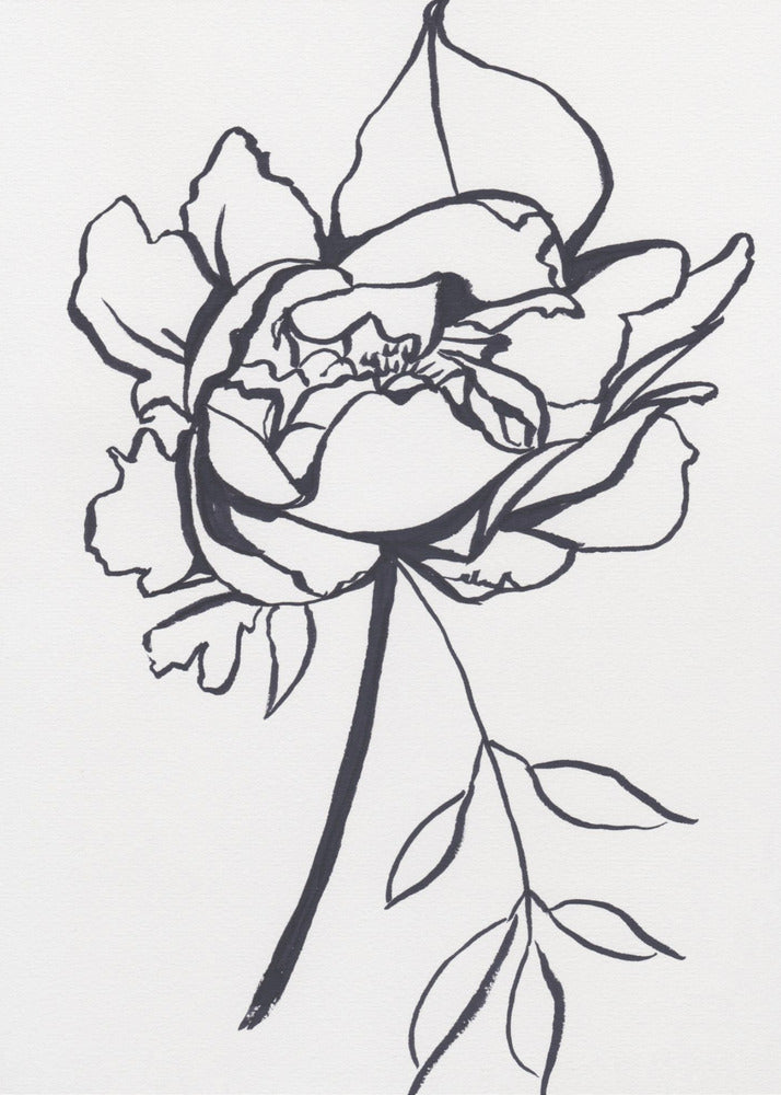 Black and White Peony | Poster