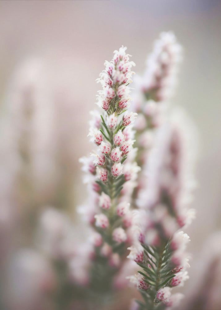 Whispers of Heather | Poster