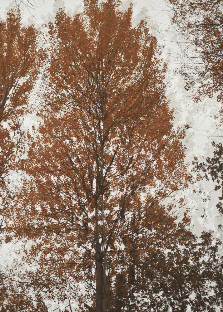 Aspen | Canvas
