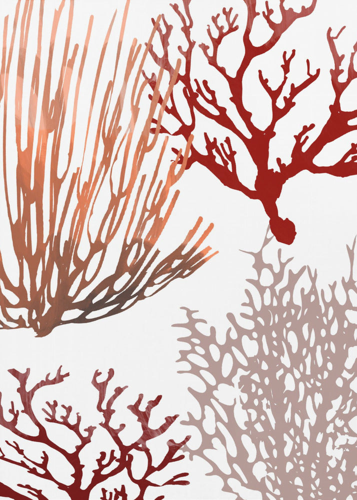Roze en rood zeekoraal | Poster
