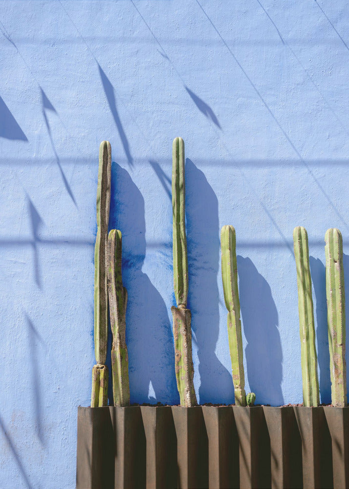Hoge Cactussen | Reisfotografie Oaxaca Mexico | Canvas