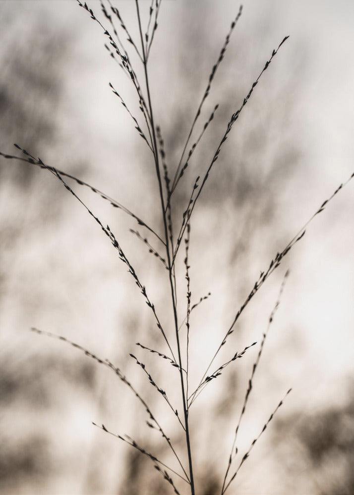 Gras 17 | Canvas