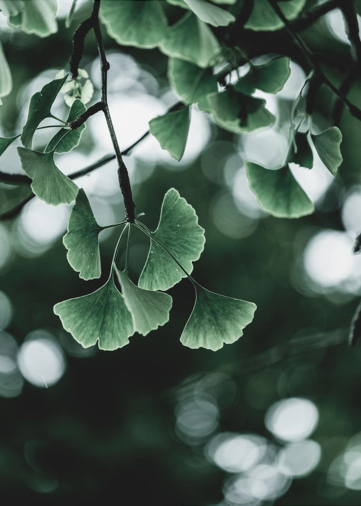 Ginko 1 | Canvas