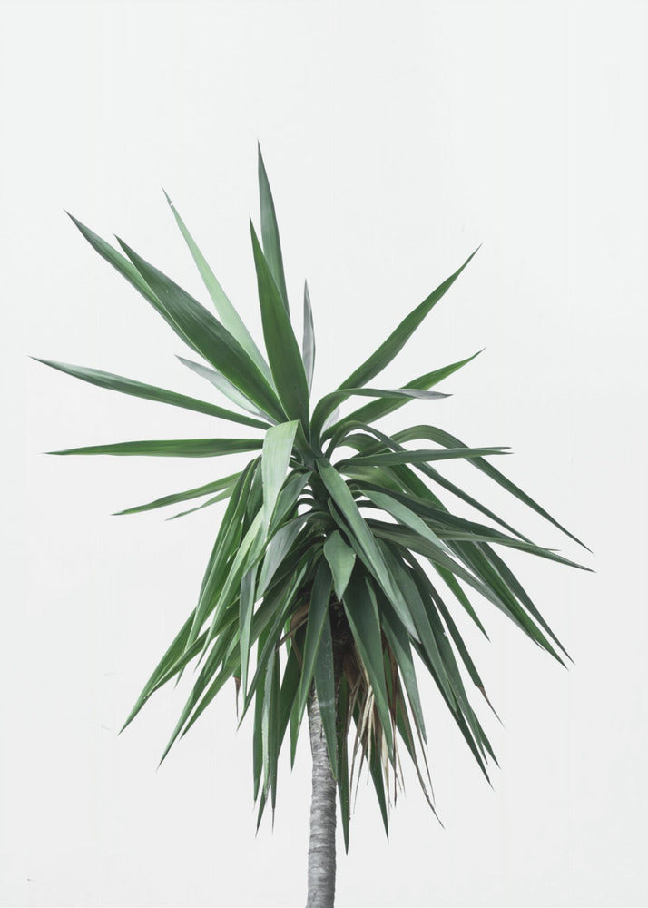 Palmbomen 11 | Poster