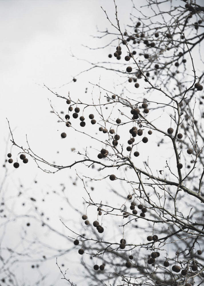 Wintersilhouetten 6 | Canvas