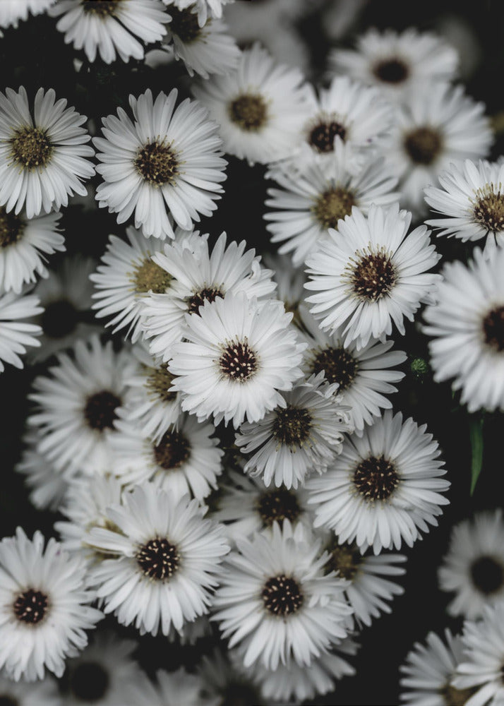 Kleine Bloemen 3 | Canvas