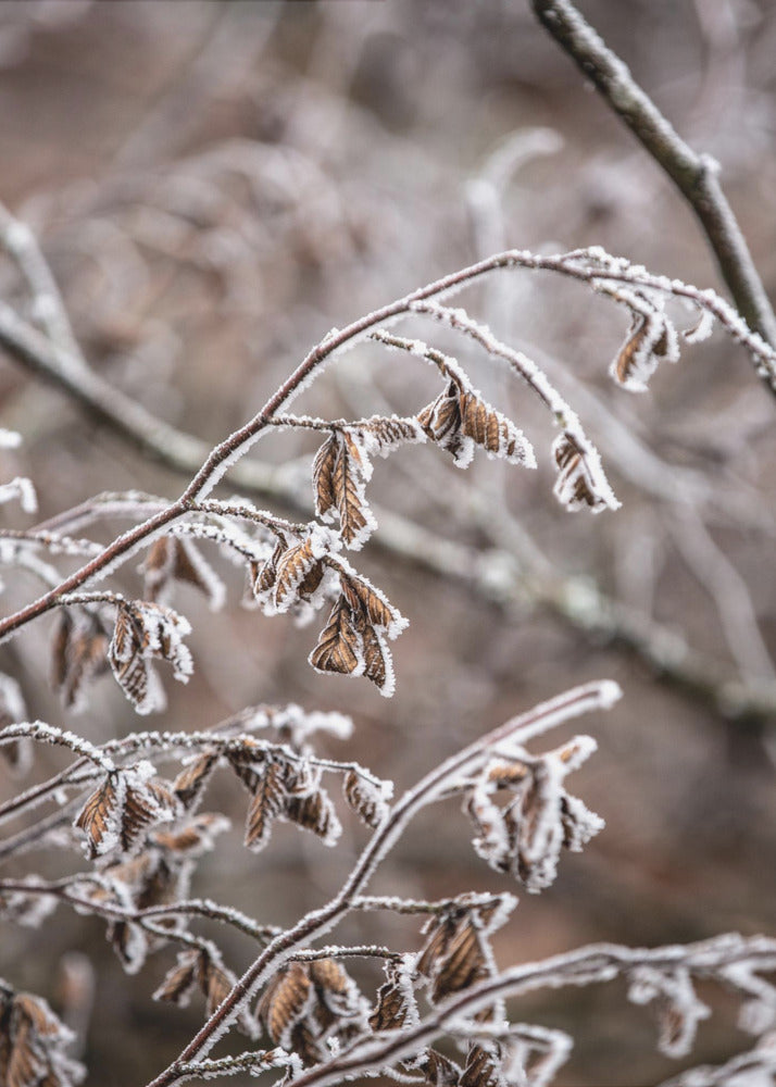 Wintertakken 18 | Canvas