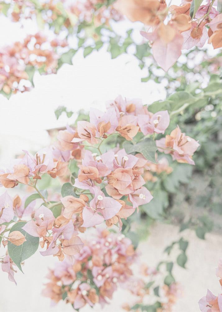 Perzik Bougainvillea | Canvas