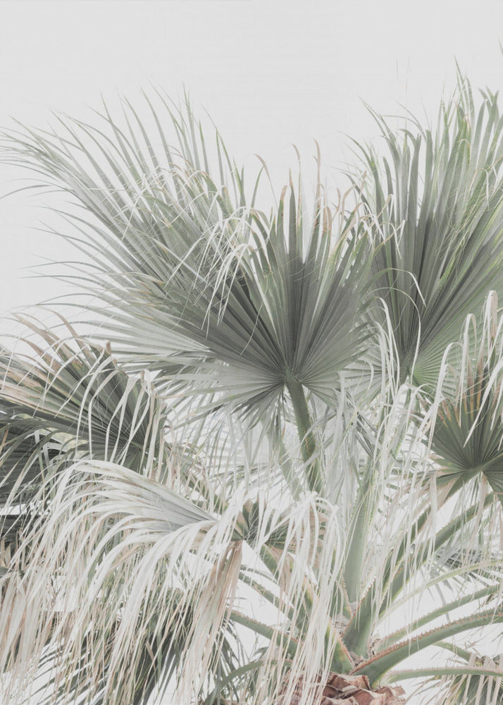 Palmblad | Canvas