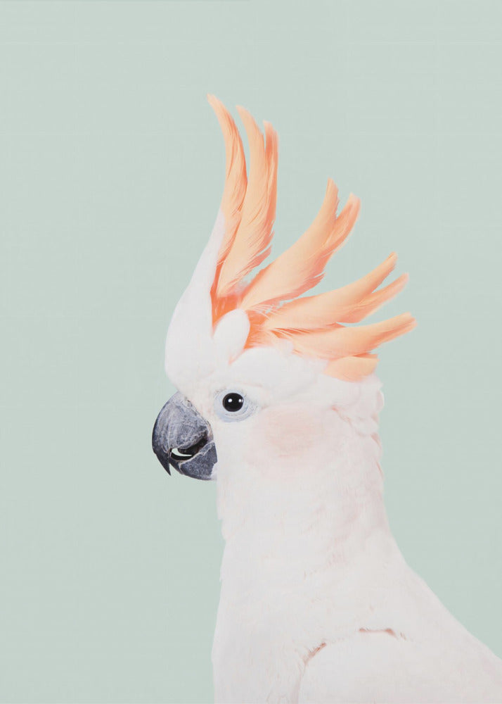 Kaketoe op Mint | Canvas