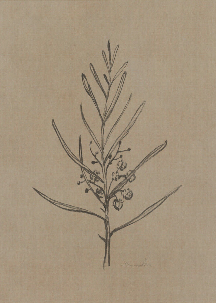 Blackwood Sapling | Poster