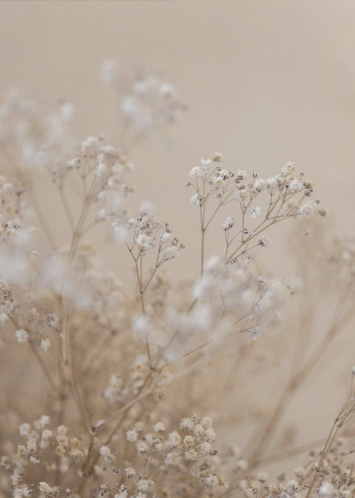 Baby's Breath 1 | Poster