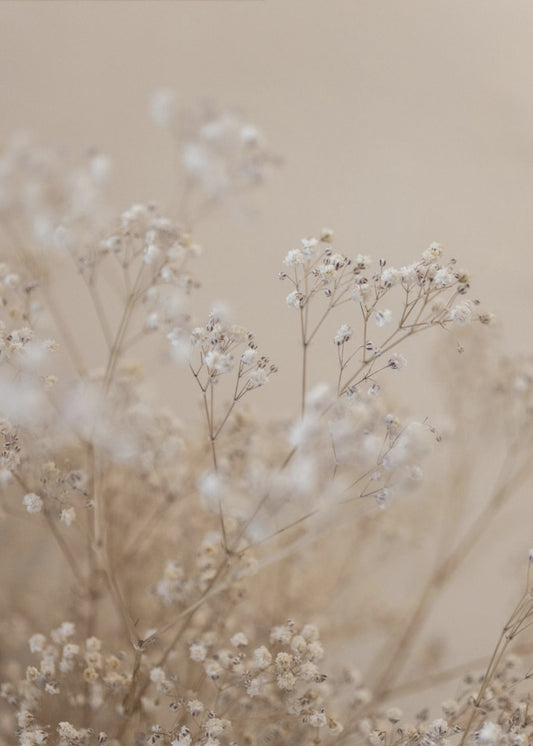 Baby's Breath 1 | Poster
