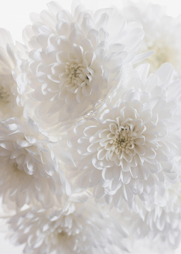 Witte bloemen 1 | Canvas