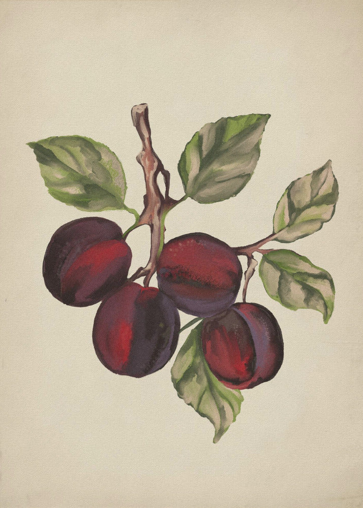 Vintage fruitcollectie | Poster