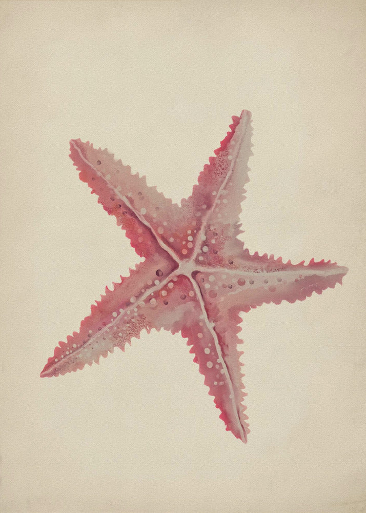 Vintage zeester schilderij | Poster