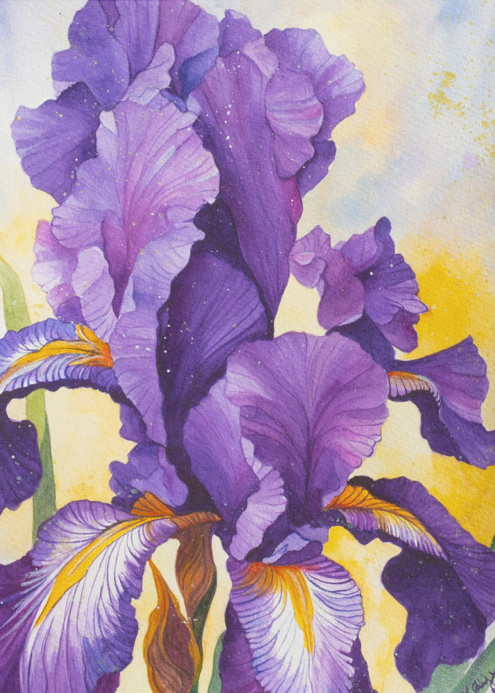 Iris aquarel | Canvas