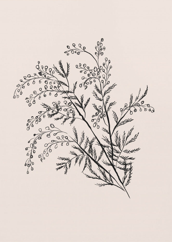 Acacia Botanische tak | Canvas